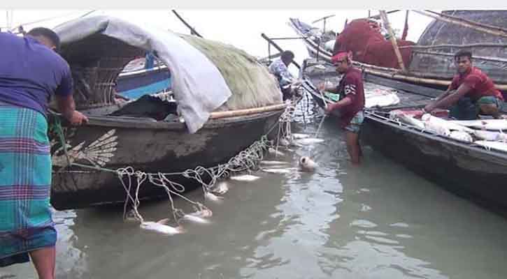 পদ্মা নদীতে কখনো এত পাঙাশ মাছ একসঙ্গে দেখিনি জেলেরা